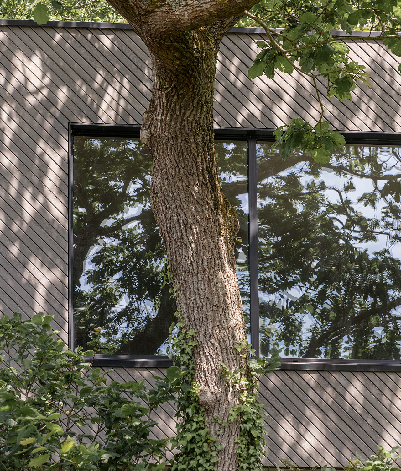 The Canopy - House Refurbishment. Exterior photo of house refurbishment and extension by VESP architects